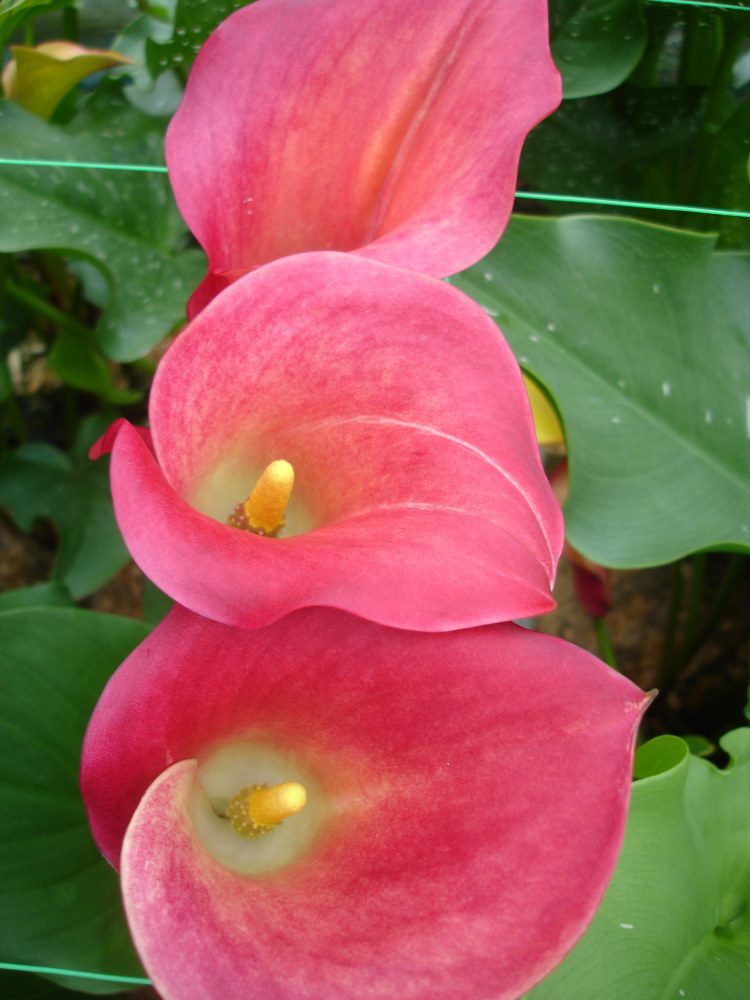 A flowering plant in the BLOOMZ breeding programme