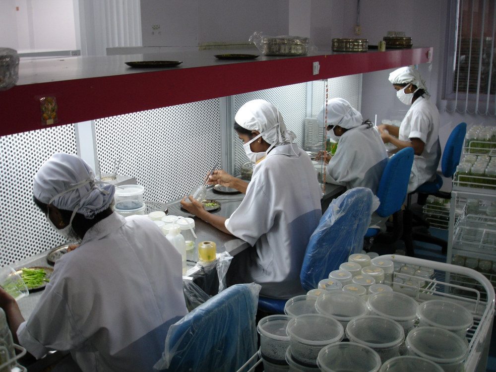 Tissue culture at work in the BLOOMZ laboratory