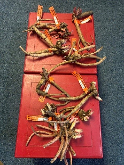 Peony roots on trays, ready for export