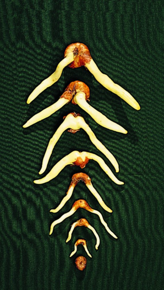 Harvested Sandersonia tubers