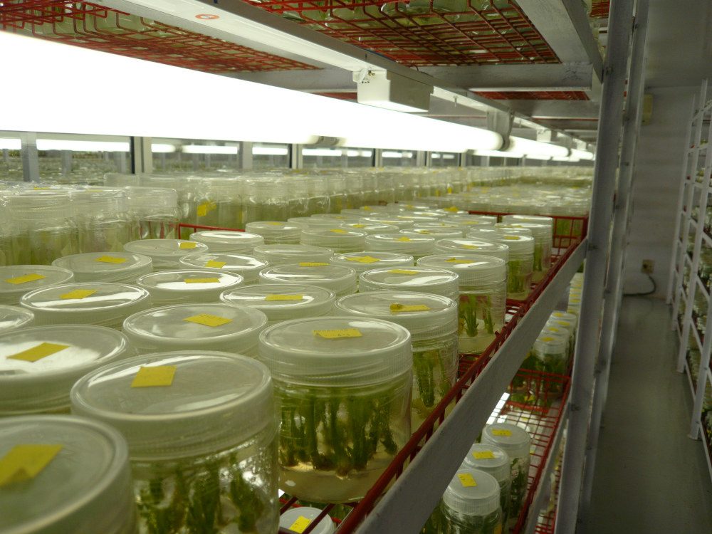 Tissue culture at work in the BLOOMZ laboratory