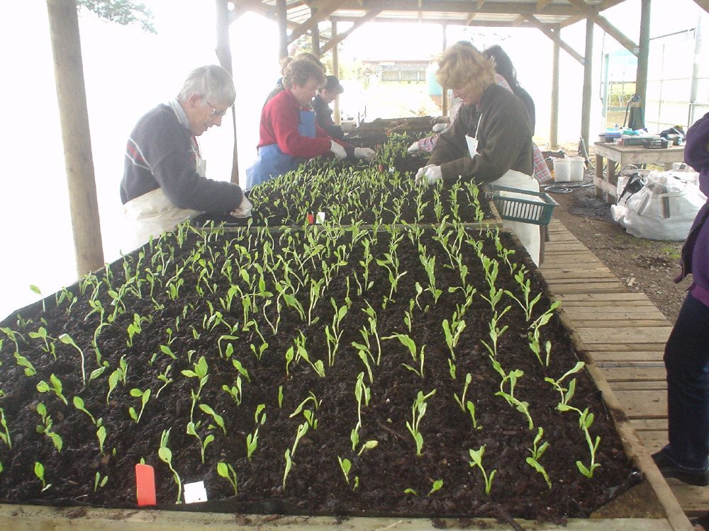 Tissue culture at work in the BLOOMZ laboratory