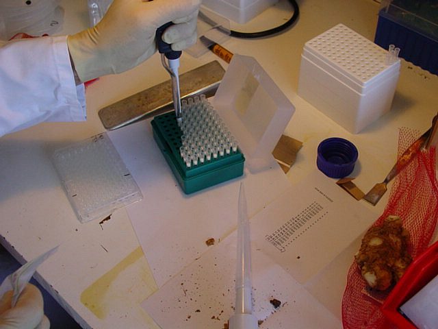 Virus testing and indexing of plant material