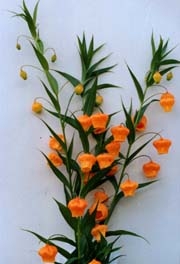 Sandersonia (Christmas bell) in flower